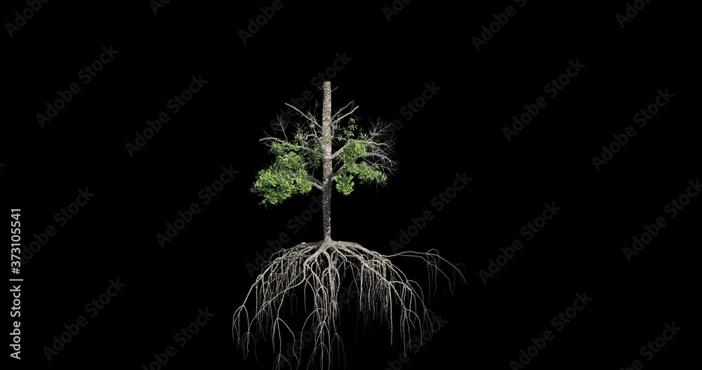 Mangrove Tree growing animation. Tree growth sequence.