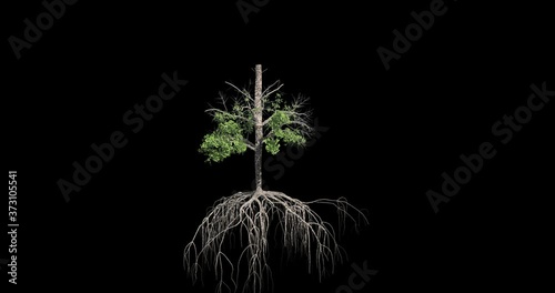 Mangrove Tree growing animation. Tree growth sequence. photo