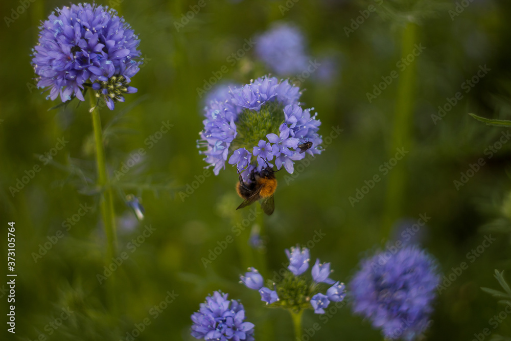 Obraz premium bumblebees collect nectar on purple flowers in the garden. green background.