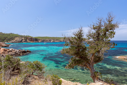 Seascape with tree and turquoise sea off the coast of Ibiza island. Balearic Islands, Spain