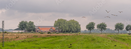Farm landscape with flying geese