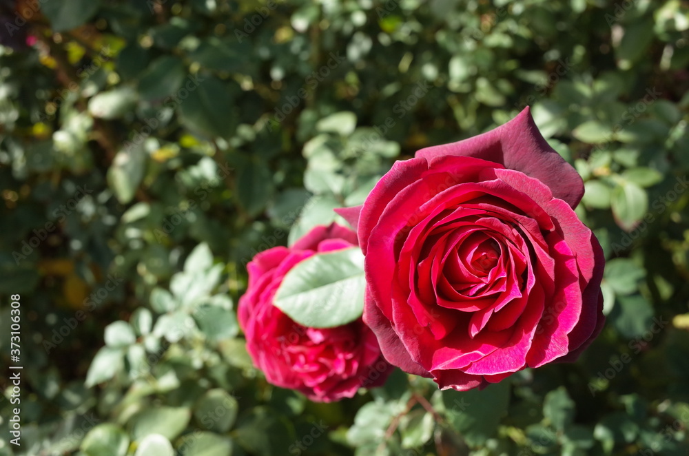 Red Flower of Rose 'Grafin Diana' in Full Bloom
Red Flower of Rose 'Grafin Diana' in Full Bloom