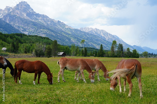 Horses on a ranch in summer in Grand Teton National Park in Wyoming  United States