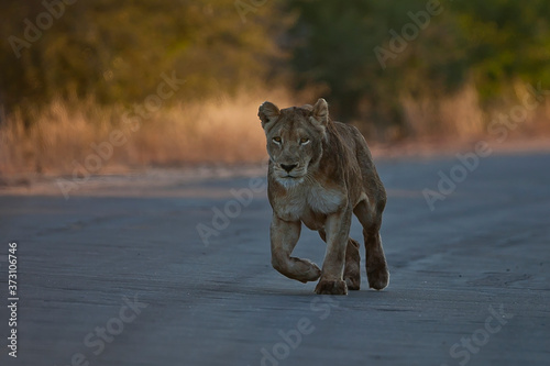 Lioness running in the road