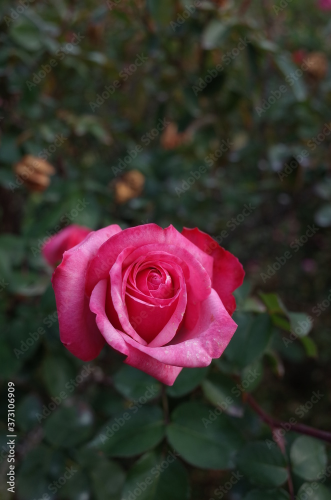 Pink and White Flower of Rose 'Grafin Sonja' in Full Bloom
Pink and White Flower of Rose 'Grafin Sonja' in Full Bloom