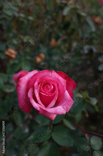 Pink and White Flower of Rose  Grafin Sonja  in Full Bloom 