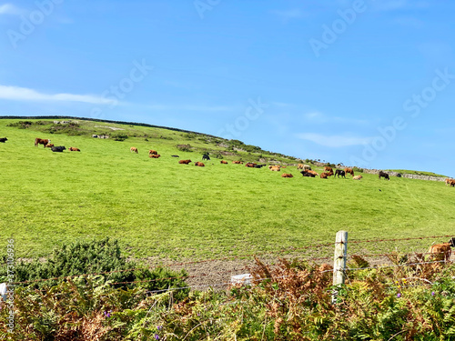 Cattle grazing on a steep hillside on farmland near Cregneash, Isle of Man, British Isles photo