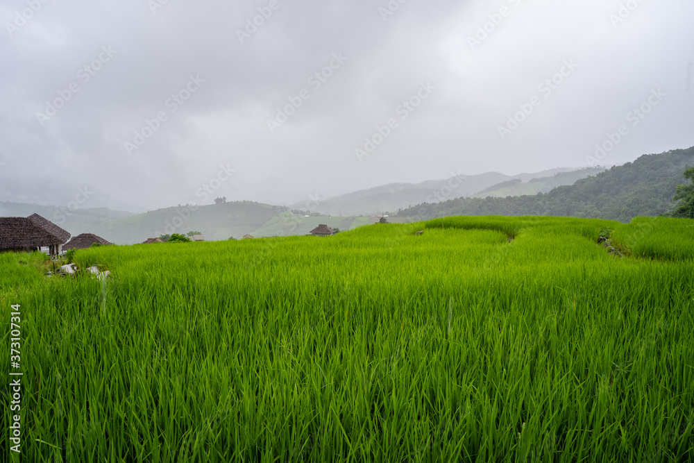 Rice terrace field against morning fog.