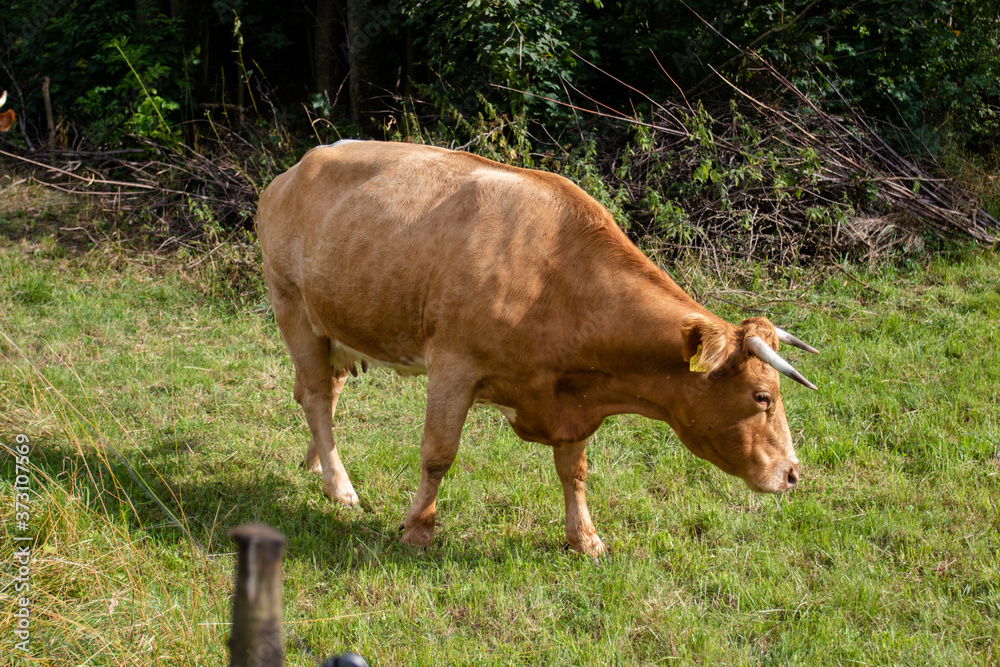 Red cow grazes on a green meadow. Pasture with cow Red cow grazes on a green meadow. Pasture with cow