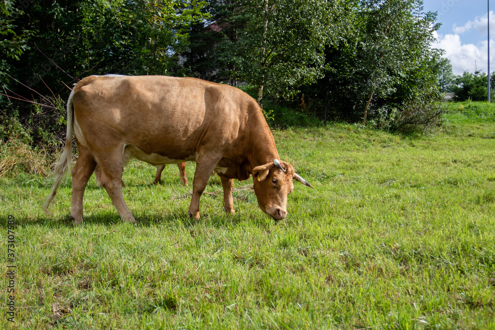 Red cows graze on a green meadow. Pasture with cows on a summer day Red cows graze on a green meadow. Pasture with cows on a summer day