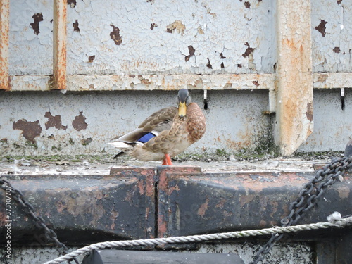 duck on the old pier