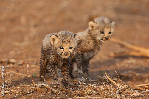 Photography Baby cheetah's in the wild