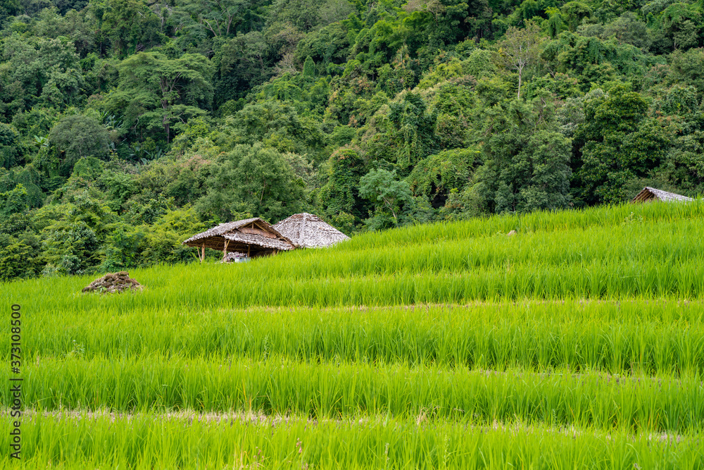 Rice terrace field background Northern of Thailand. Rice terrace field background Northern of Thailand.