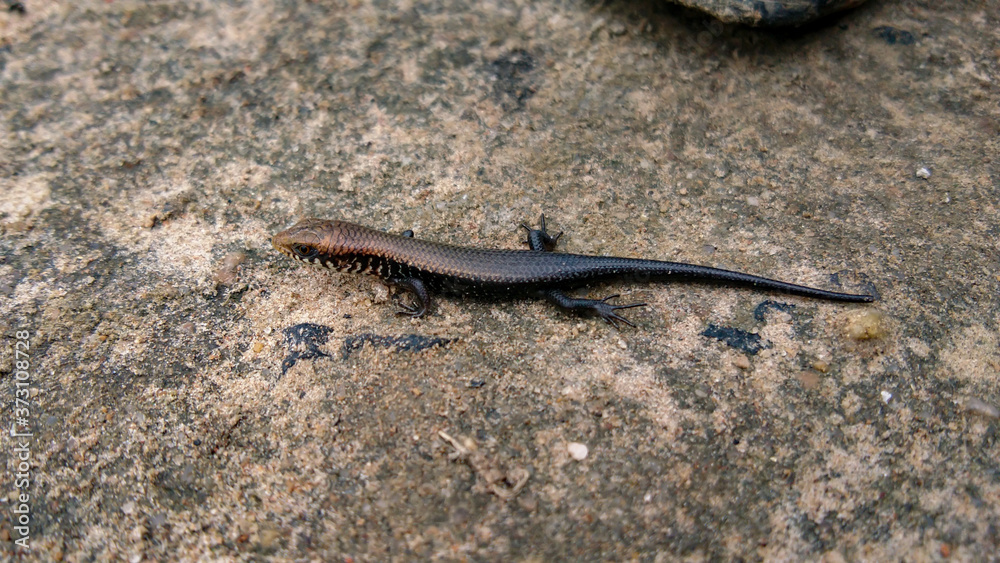 Black lizard on the ground Black lizard on the ground