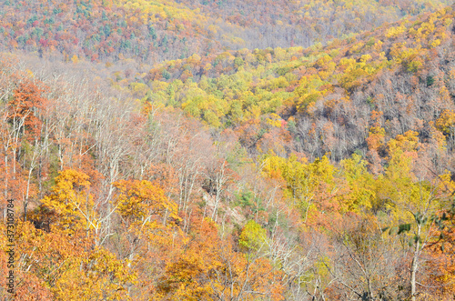 Shenandoah National Park in autumn foliage - Virginia, United States of America 