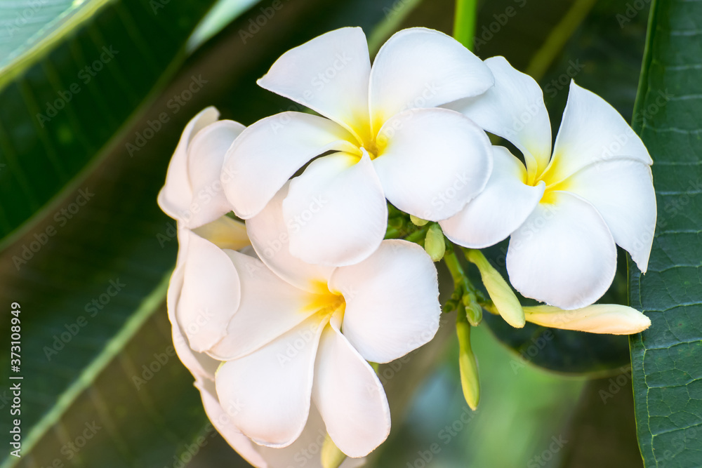 Fototapeta premium Purity of white frangipani blossom of tropical tree flower, plumeria flower blooming on tree, spa flower