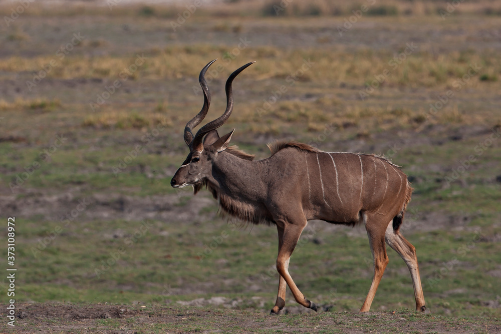 Kudu bull in the wild (Tragelaphus strepsiceros) Kudu bull in the wild (Tragelaphus strepsiceros)