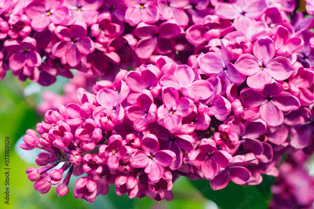 Beautiful lilac purple flowers blooming in the garden Beautiful lilac purple flowers blooming in the garden