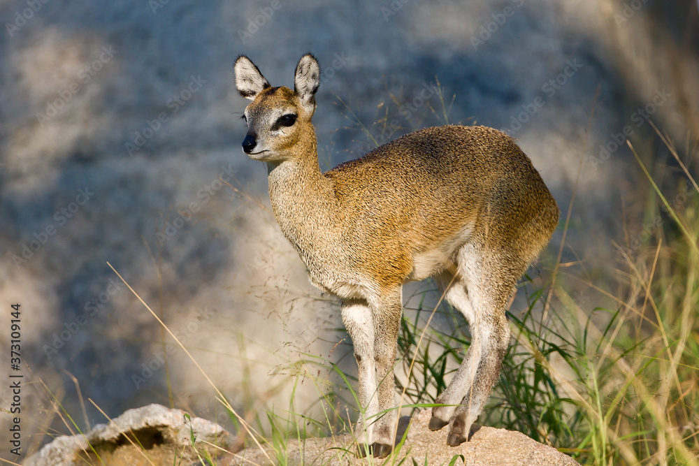 Obraz premium Klipspringer on the rocks (Oreotragus oreotragus)