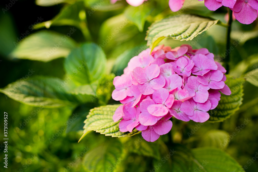 Pink Flowering Hydrangea in the garden. Nature Background