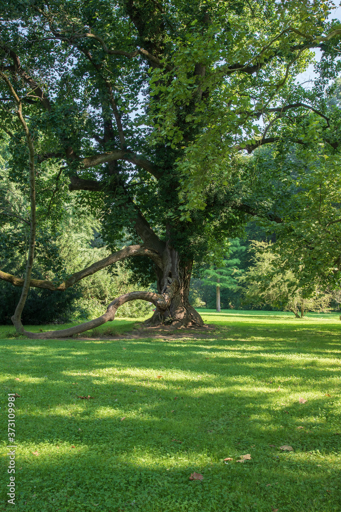 Obraz premium Old tree - Soliter in the garden. The sun shines and forms shadows in the meadow. Photo taken high.