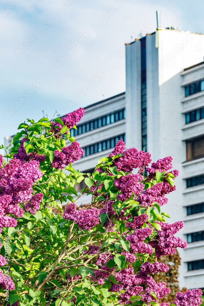 Beautiful lilac purple flowers blooming in the city