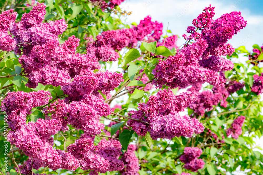 Obraz premium Beautiful lilac purple flowers blooming in the garden
