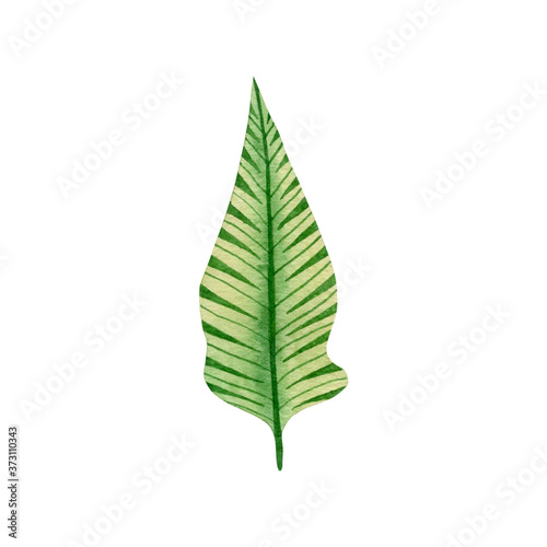 Watercolor tropical leaf isolated on white background.