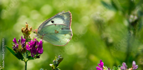 Canvas Print Macro closeup shot of a clouded sulphur butterfly perched on a purple burclover