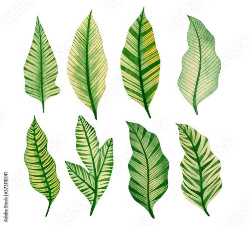 Set of watercolor tropical leaves isolated on white background. © KiraKonoshenko