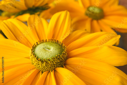 Bl  te einer Sonnenhut-Blume in gelb als Makro aus Gattung der Korbbl  tlers