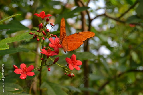 un papillon entrain de butiner 
