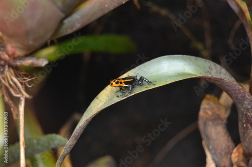 cette grenouille fait la taille d'un doigt et est magnifique