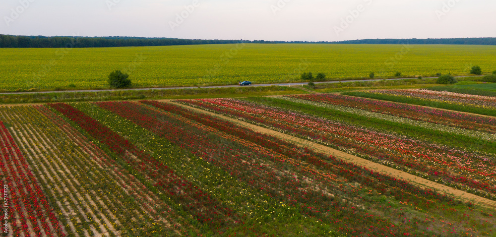 Aerial view of the colorful flower garden And the road that passes through the flower fields and field of sunflowers