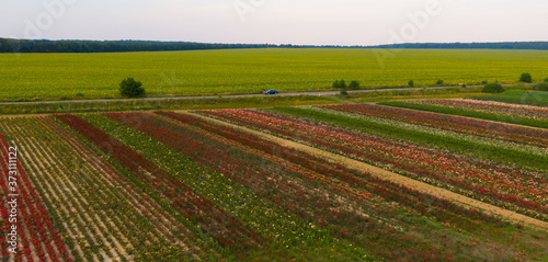 Aerial view of the colorful flower garden And the road that passes through the flower fields and field of sunflowers