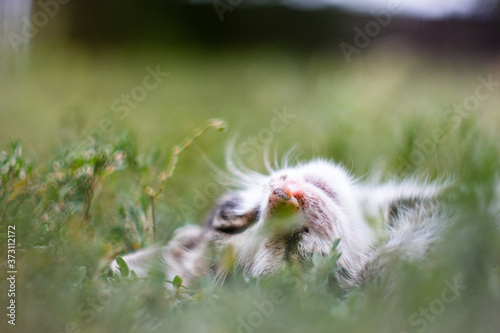 the cat's nose looks out of the grass, a beautiful blurred background
