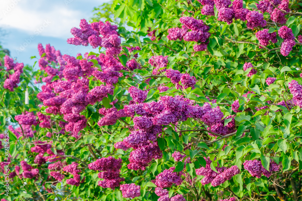 Obraz premium Beautiful lilac purple flowers blooming in the garden