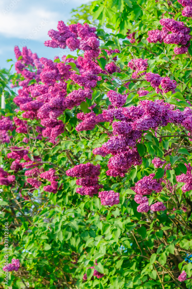 Obraz premium Beautiful lilac purple flowers blooming in the garden