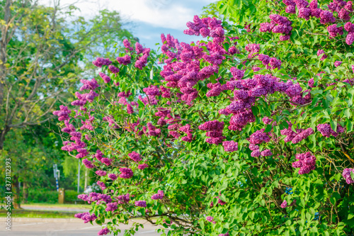 Beautiful lilac purple flowers blooming in the garden