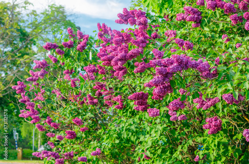 Beautiful lilac purple flowers blooming in the garden