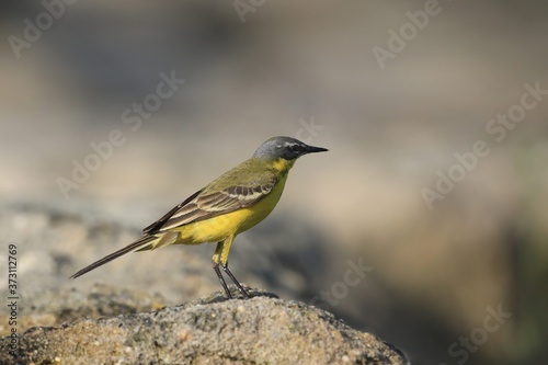 Adult Blue-headed Wagtail (Motacilla flava) Standing on the ground, seen from the side. Western yellow wagtail