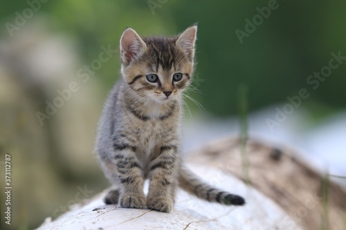 cute little tabby kitten. felis silvestris catus. kitten sitting on trunk. 