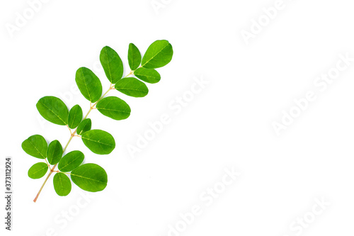 Moringa leaf on white.