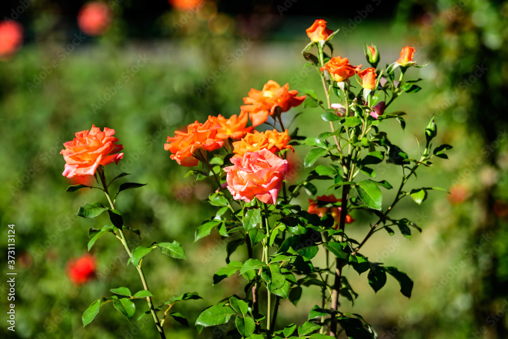 Close up of many large and delicate vivid yellow orange roses in full bloom in a summer garden, in direct sunlight, with blurred green leaves in the background.