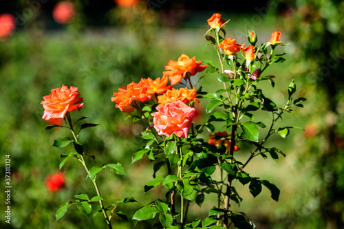 Close up of many large and delicate vivid yellow orange roses in full bloom in a summer garden, in direct sunlight, with blurred green leaves in the background. © Cristina Ionescu