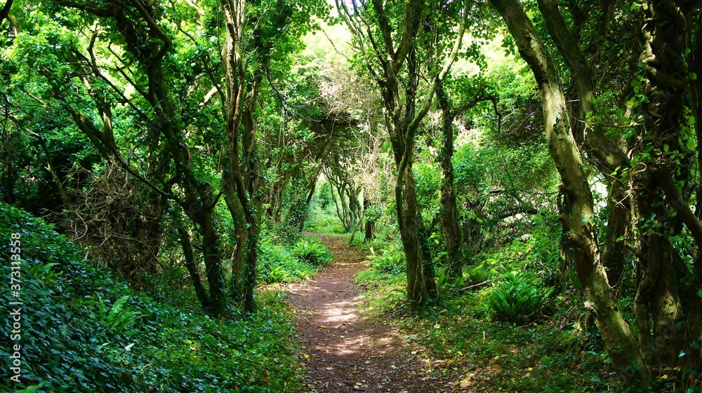 footpath in the forest footpath in the forest