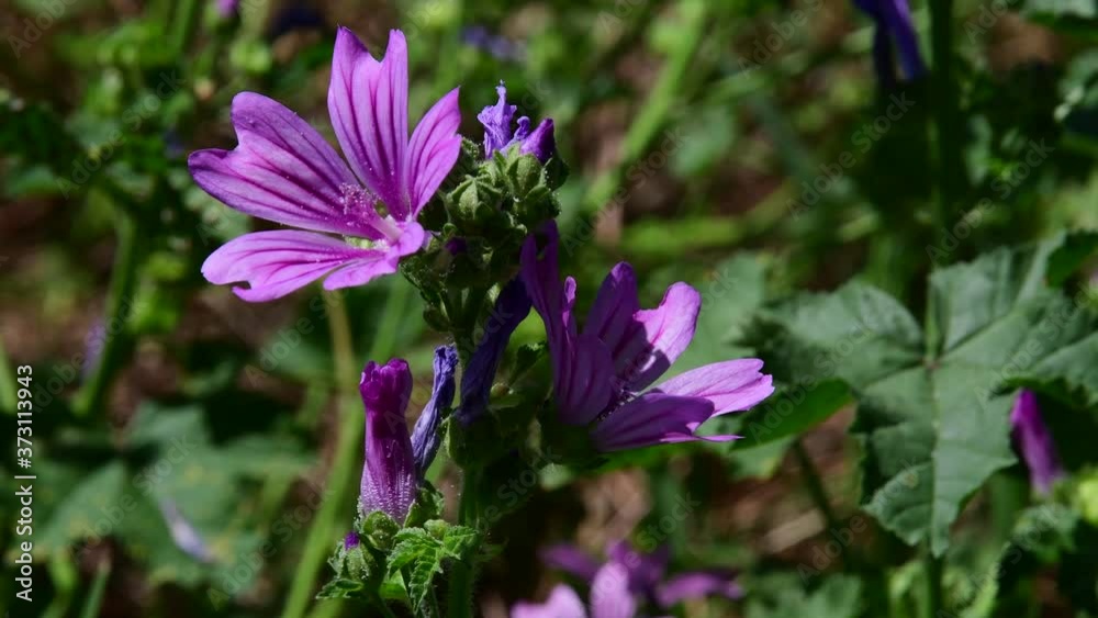 Mallow flower open and closed passage of insects with audio background of clapperboard and birds long video sequence Mallow flower open and closed passage of insects with audio background of clapperboard and birds long video sequence