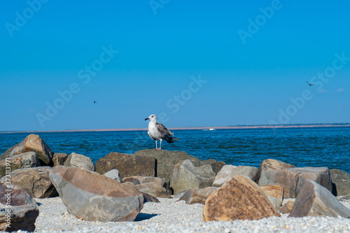 Seagull sits on rocks against background of sea