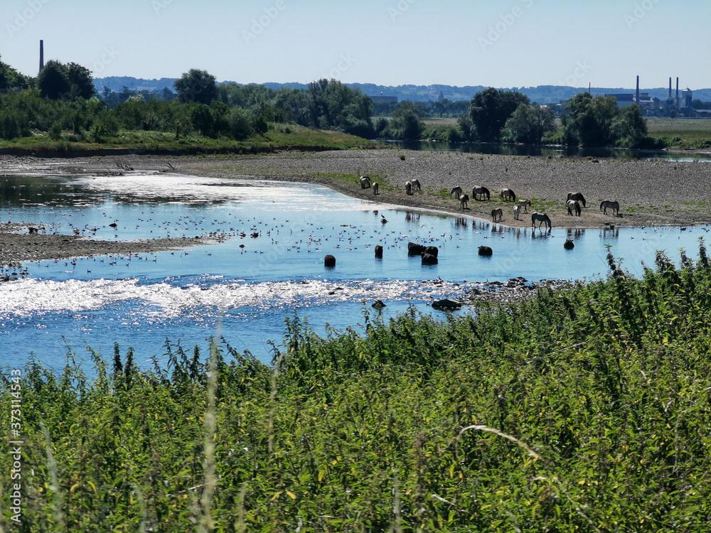 bathing cows and horses - GR5 before Maastricht