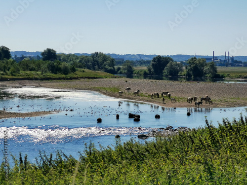 bathing cows and horses - GR5 before Maastricht